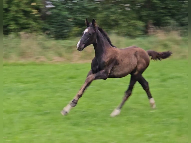 Deutsches Sportpferd Hengst Fohlen (06/2025) Rappe in Zeulenroda
