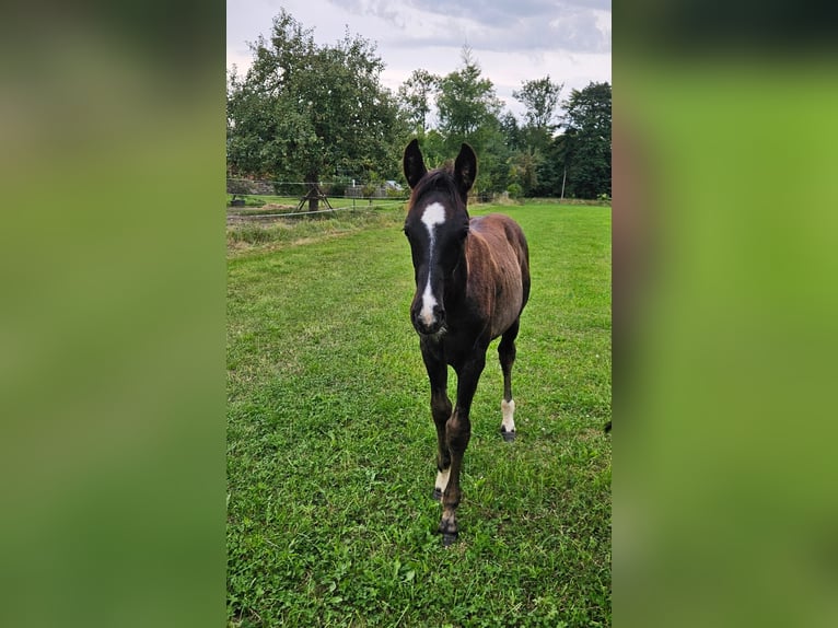Deutsches Sportpferd Hengst Fohlen (06/2025) Rappe in Zeulenroda