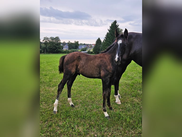 Deutsches Sportpferd Hengst Fohlen (06/2025) Rappe in Zeulenroda