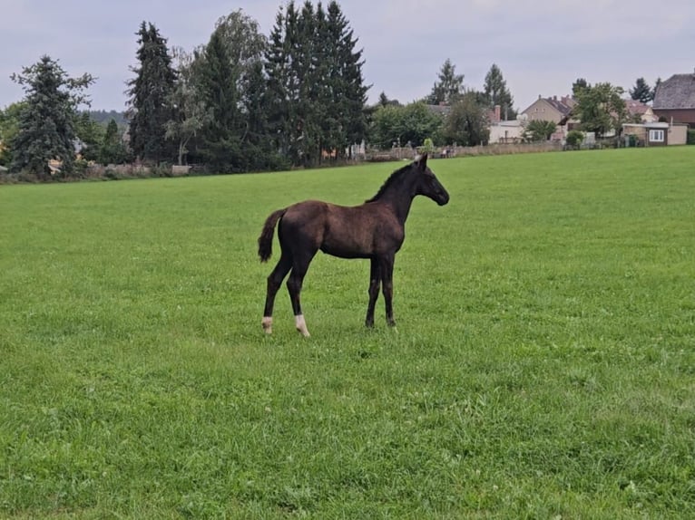 Deutsches Sportpferd Hengst Fohlen (06/2025) Rappe in Zeulenroda