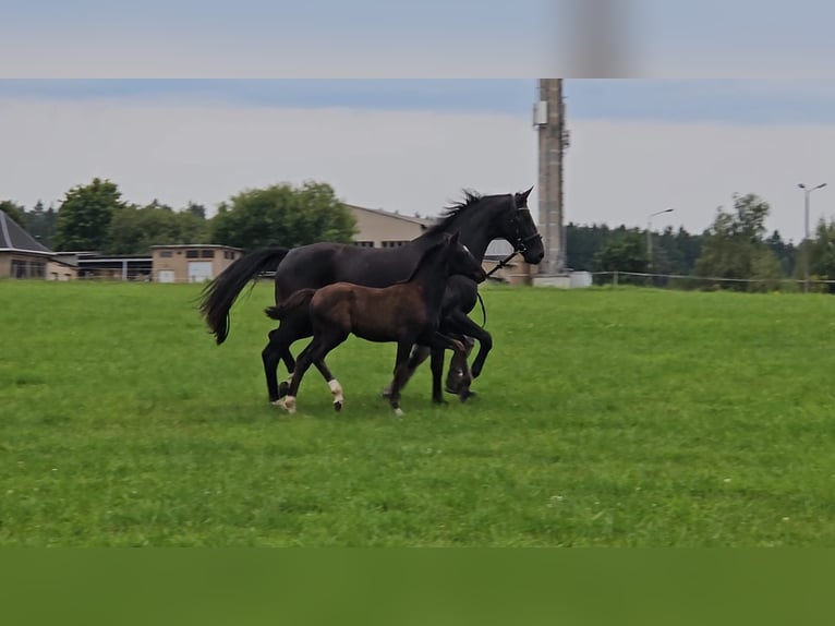 Deutsches Sportpferd Hengst Fohlen (06/2025) Rappe in Zeulenroda