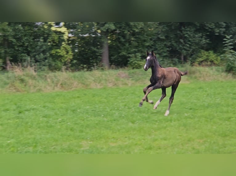 Deutsches Sportpferd Hengst Fohlen (06/2025) Rappe in Zeulenroda