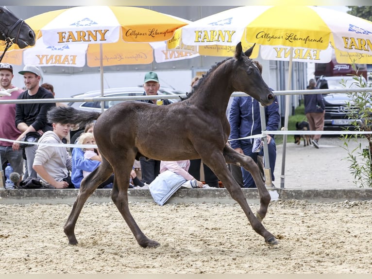 Deutsches Sportpferd Hengst Fohlen (04/2024) Rappe in Fronhofen