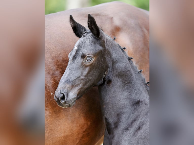 Deutsches Sportpferd Hengst Fohlen (06/2025) Rappe in Gomadingen