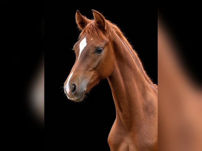 Deutsches Sportpferd Hengst Fohlen (04/2026) Rotschimmel in Ahlum