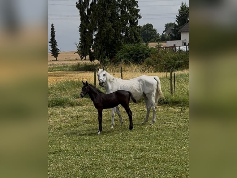 Deutsches Sportpferd Hengst Fohlen (05/2025) Schimmel in Pillig