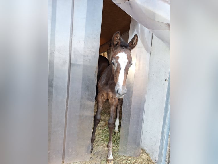 Deutsches Sportpferd Hengst Fohlen (06/2024) Schimmel in Prettin