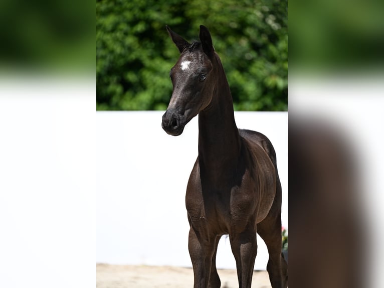 Deutsches Sportpferd Hengst Fohlen (04/2025) Schwarzbrauner in Fronhofen