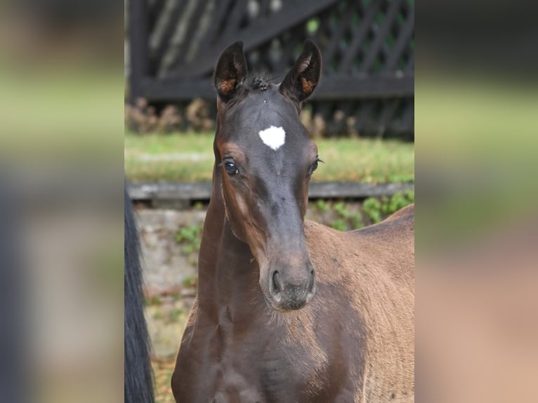Deutsches Sportpferd Hengst Fohlen (04/2025) Schwarzbrauner in Gomadingen