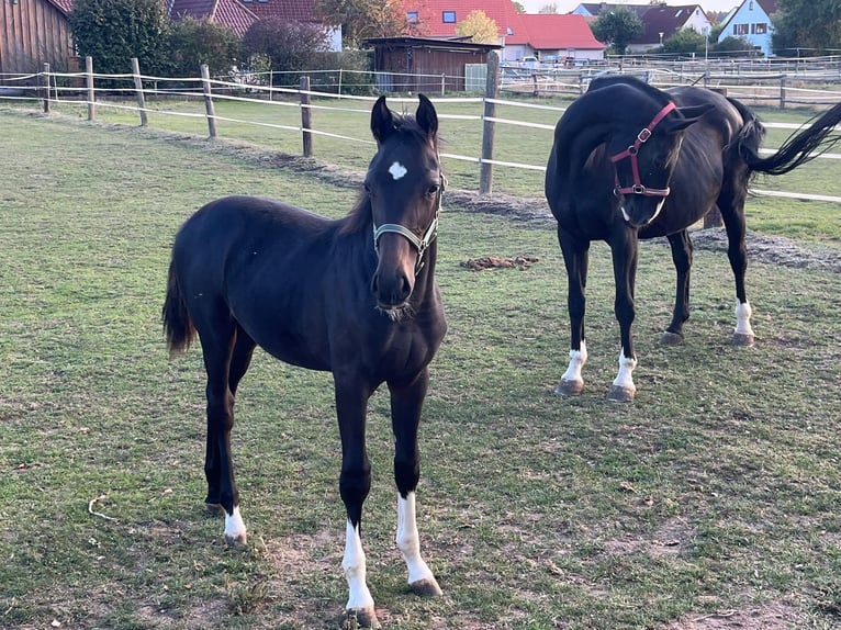 Deutsches Sportpferd Hengst Fohlen (04/2026) Schwarzbrauner in Gunzenhausen