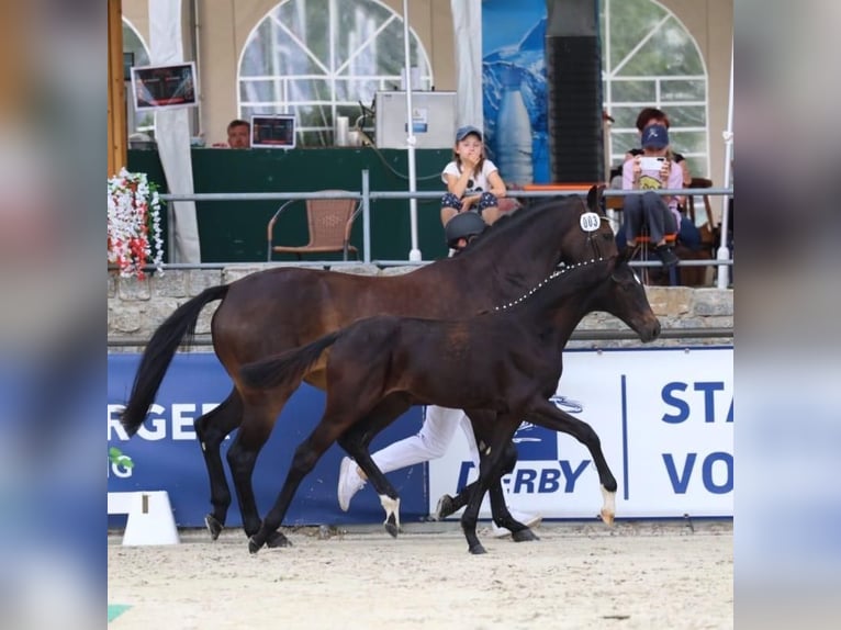 Deutsches Sportpferd Hengst Fohlen (02/2026) Schwarzbrauner in Horka