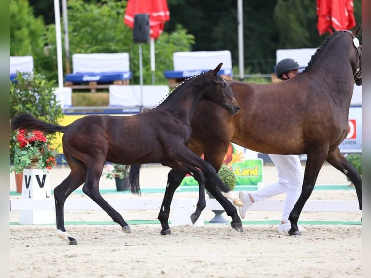 Deutsches Sportpferd Hengst Fohlen (02/2026) Schwarzbrauner in Horka