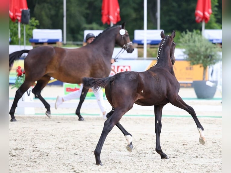 Deutsches Sportpferd Hengst Fohlen (02/2026) Schwarzbrauner in Horka