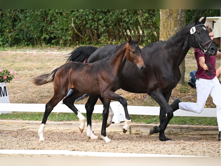 Deutsches Sportpferd Hengst Fohlen (04/2026) Schwarzbrauner in Lintach
