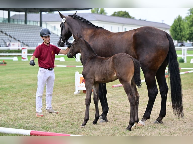 Deutsches Sportpferd Hengst Fohlen (05/2026) Schwarzbrauner in Schönebeck (Elbe)