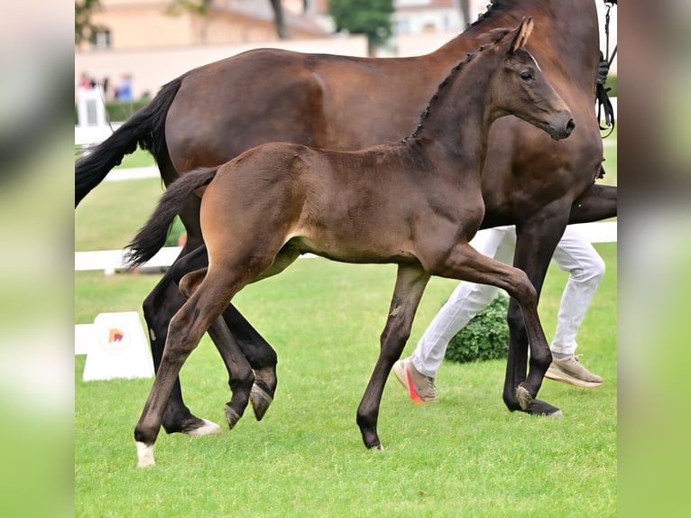 Deutsches Sportpferd Hengst Fohlen (05/2026) Schwarzbrauner in Schönebeck (Elbe)