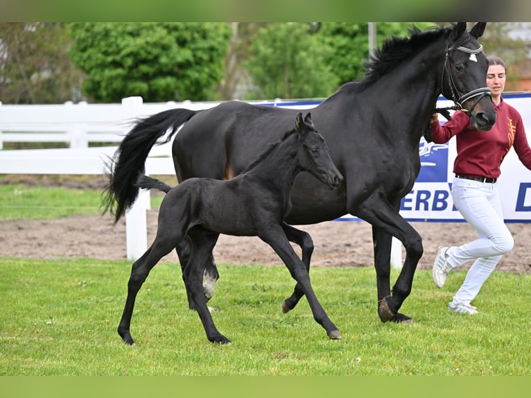 Deutsches Sportpferd Hengst Fohlen (05/2026) Schwarzbrauner in Schönwalde-Glien