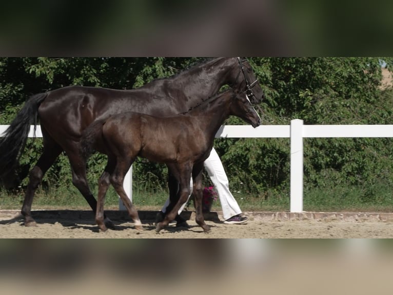 Deutsches Sportpferd Hengst Fohlen (05/2026) Schwarzbrauner in Cauerwitz