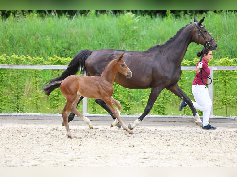 Deutsches Sportpferd Hengst Fohlen (05/2024) Schwarzbrauner in Dürrröhrsdorf-Dittersbach