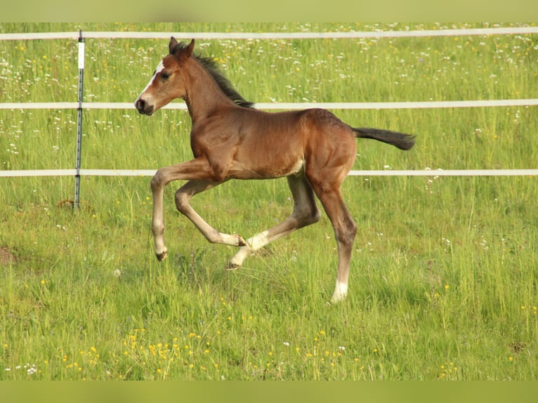 Deutsches Sportpferd Hengst Fohlen (04/2026) Schwarzbrauner in Creußen