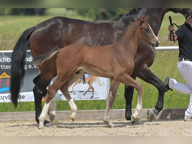 Deutsches Sportpferd Hengst Fohlen (05/2024) Schwarzbrauner in Schrozberg