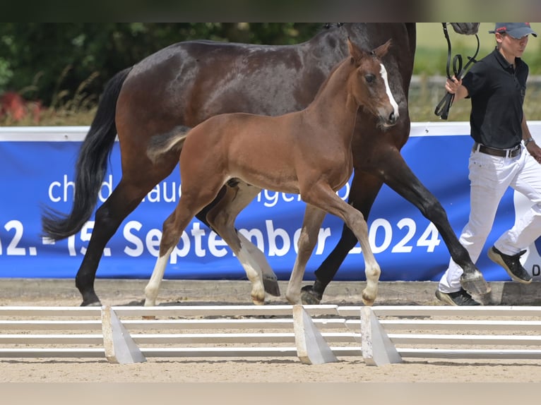 Deutsches Sportpferd Hengst Fohlen (05/2024) Schwarzbrauner in Schrozberg