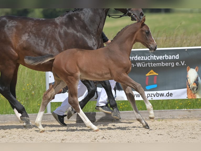 Deutsches Sportpferd Hengst Fohlen (05/2024) Schwarzbrauner in Schrozberg