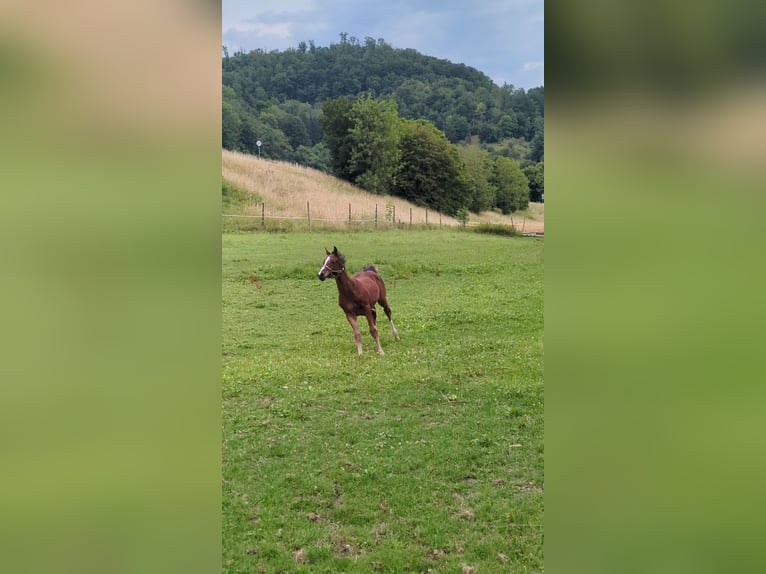 Deutsches Sportpferd Hengst Fohlen (04/2025) in Aalen