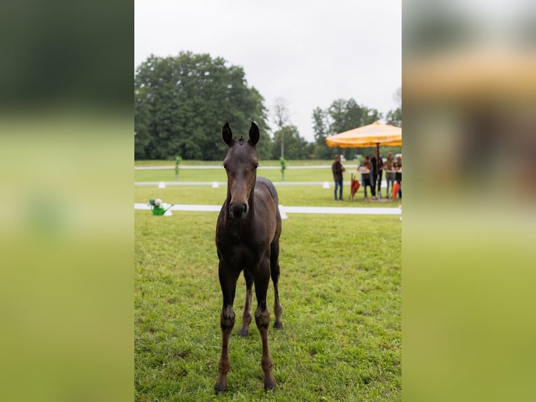 Deutsches Sportpferd Hengst Fohlen (04/2026)  in Perleberg