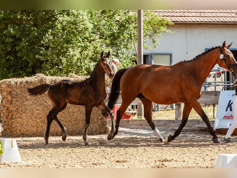 Deutsches Sportpferd Hengst Fohlen (04/2026)  in Großbottwar