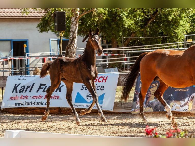 Deutsches Sportpferd Hengst Fohlen (04/2026)  in Großbottwar