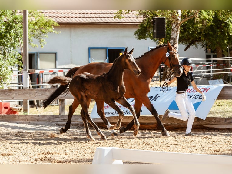 Deutsches Sportpferd Hengst Fohlen (04/2026)  in Großbottwar