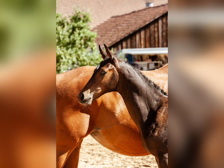 Deutsches Sportpferd Hengst Fohlen (04/2026)  in Großbottwar