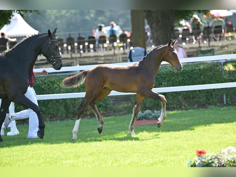 Deutsches Sportpferd Hengst Fohlen (04/2025) in Querenhorst