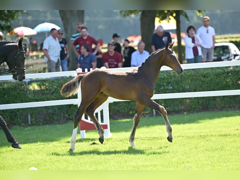 Deutsches Sportpferd Hengst Fohlen (04/2025) in Querenhorst