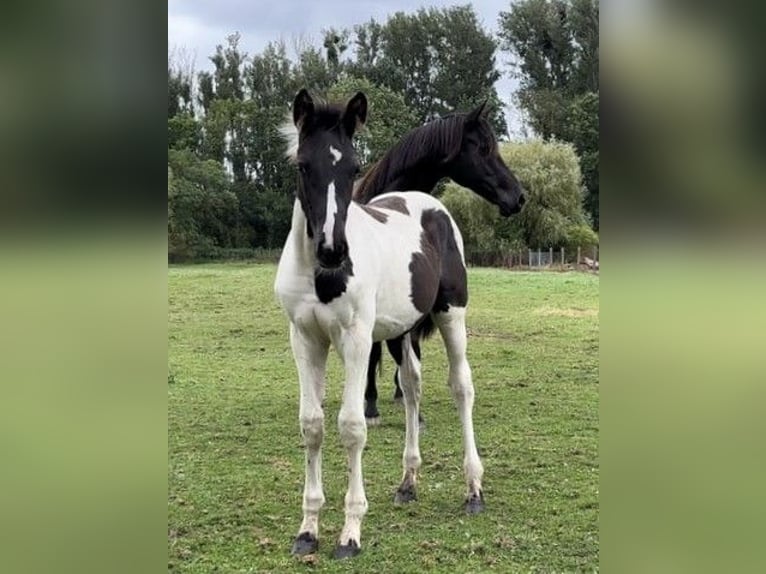 Deutsches Sportpferd Hengst Fohlen (05/2024) Tobiano-alle-Farben in Prenzlau