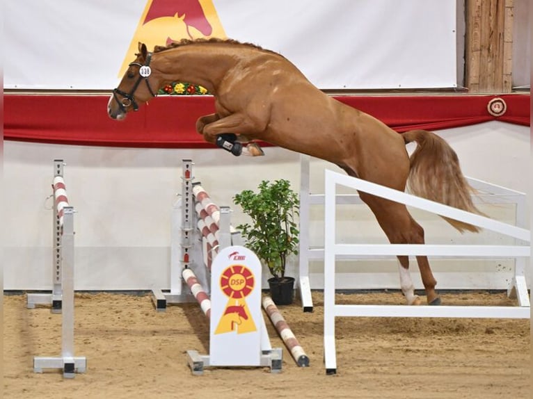 Deutsches Sportpferd Hengst Fuchs in Torgau