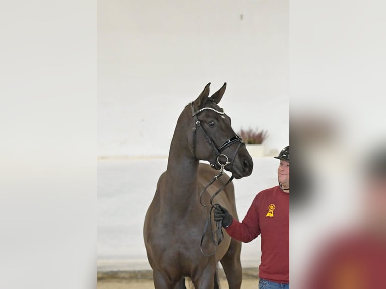 Deutsches Sportpferd Hengst Rappe in Pfarrkirchen