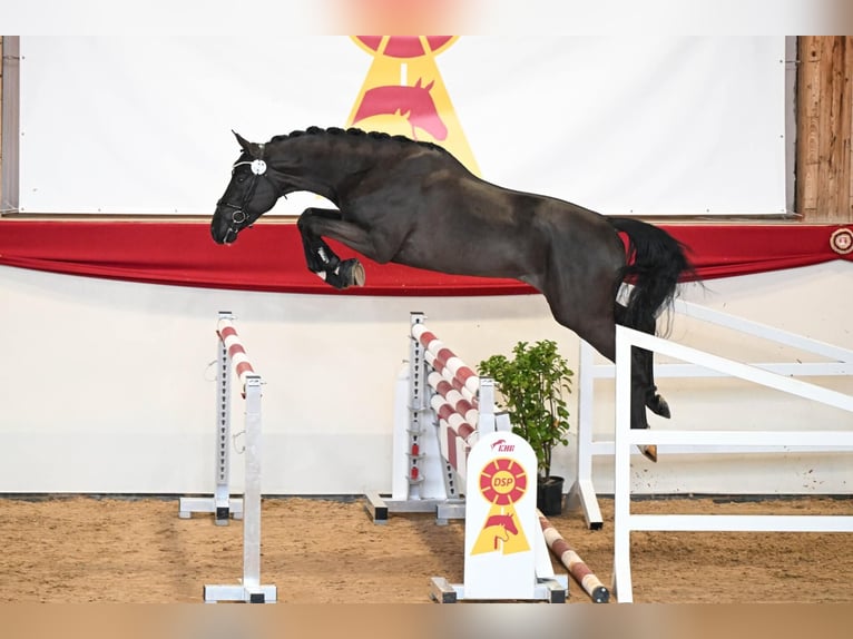 Deutsches Sportpferd Hengst Rappe in Pfarrkirchen