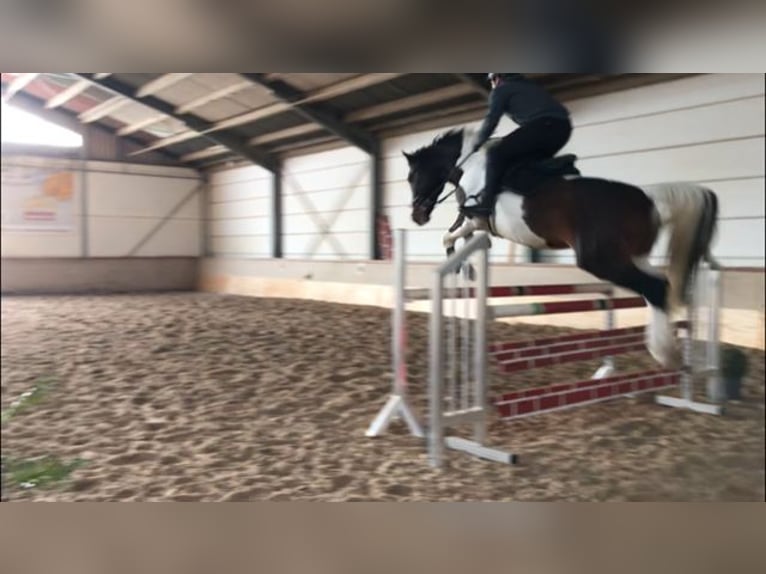 Deutsches Sportpferd Hengst Schecke in R&#xF6;tha