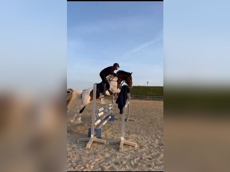 Deutsches Sportpferd Hengst Schecke in R&#xF6;tha