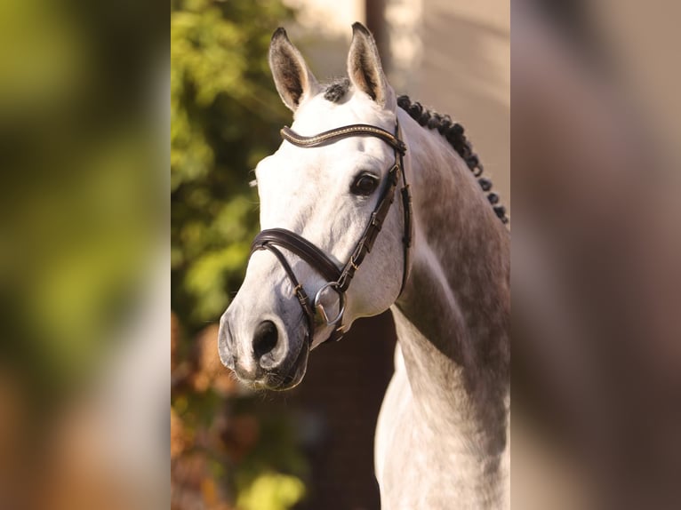 Deutsches Sportpferd Hengst Schimmel in Lemwerder