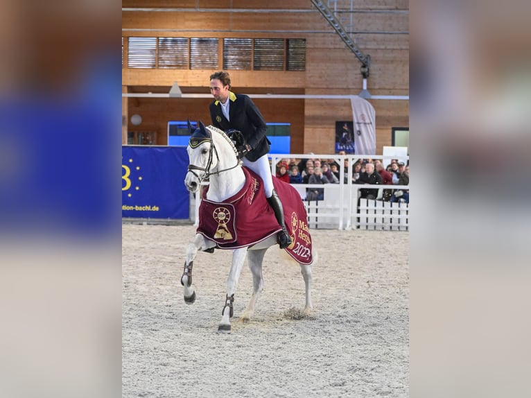 Deutsches Sportpferd Hengst Schimmel in Pfarrkirchen