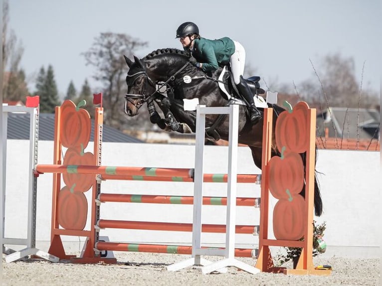Deutsches Sportpferd Hengst Schwarzbrauner in Moritzburg