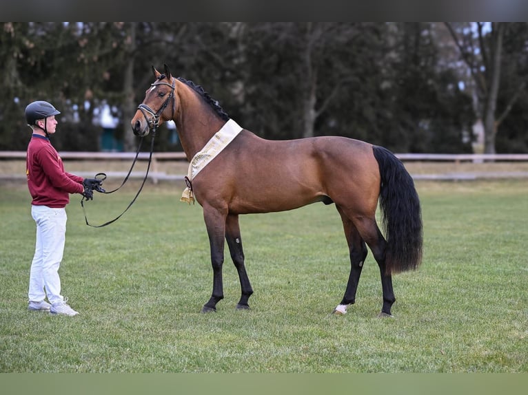 Deutsches Sportpferd Hengst in Pfarrkirchen