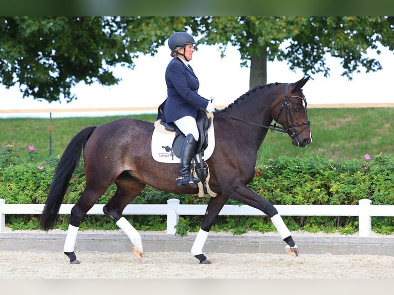 Deutsches Sportpferd Stute 10 Jahre 160 cm Brauner in Gomadingen