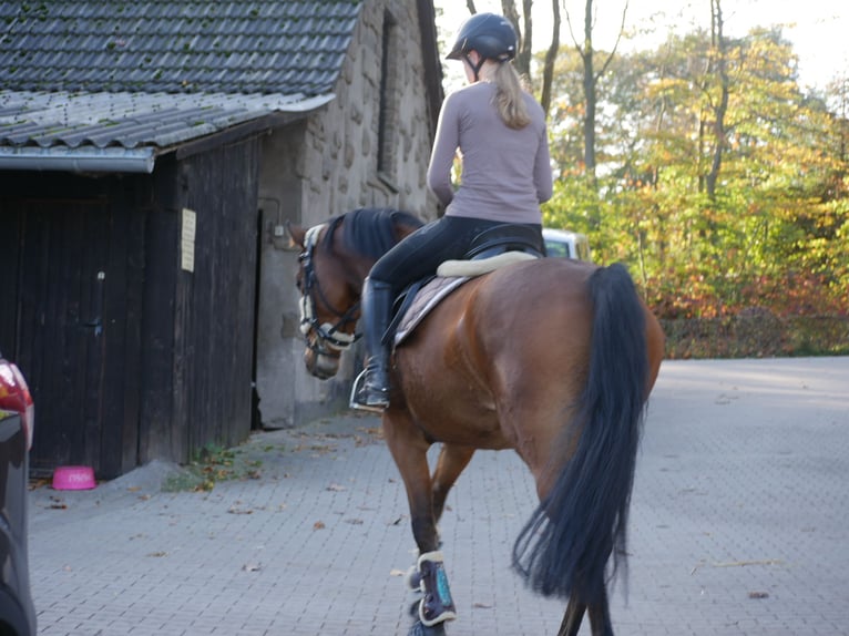 Deutsches Sportpferd Stute 10 Jahre 160 cm Brauner in Dautphetal