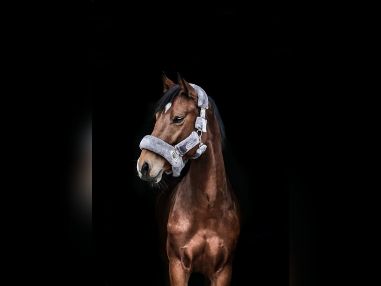 Deutsches Sportpferd Stute 10 Jahre 160 cm Brauner in Dautphetal