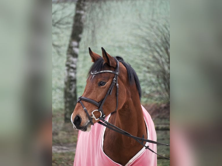 Deutsches Sportpferd Stute 10 Jahre 160 cm Brauner in Dautphetal