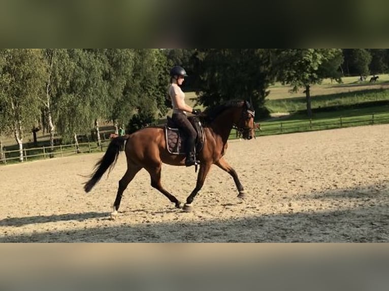 Deutsches Sportpferd Stute 10 Jahre 160 cm Brauner in Dautphetal